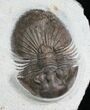 Inch Thysanopeltis Trilobite #4911-2